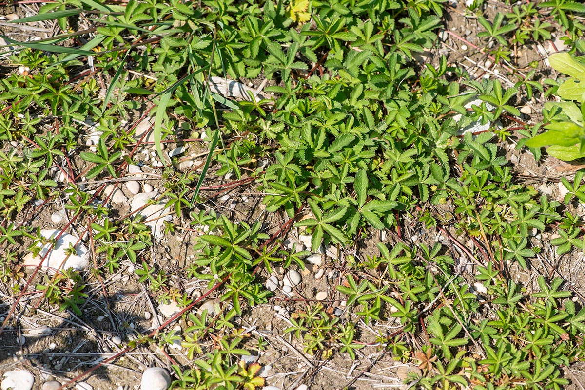 Habitus